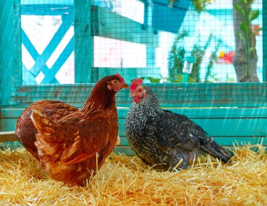 Should You and Your Family Raise Backyard Chickens?