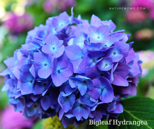 How to Identify Your Hydrangea