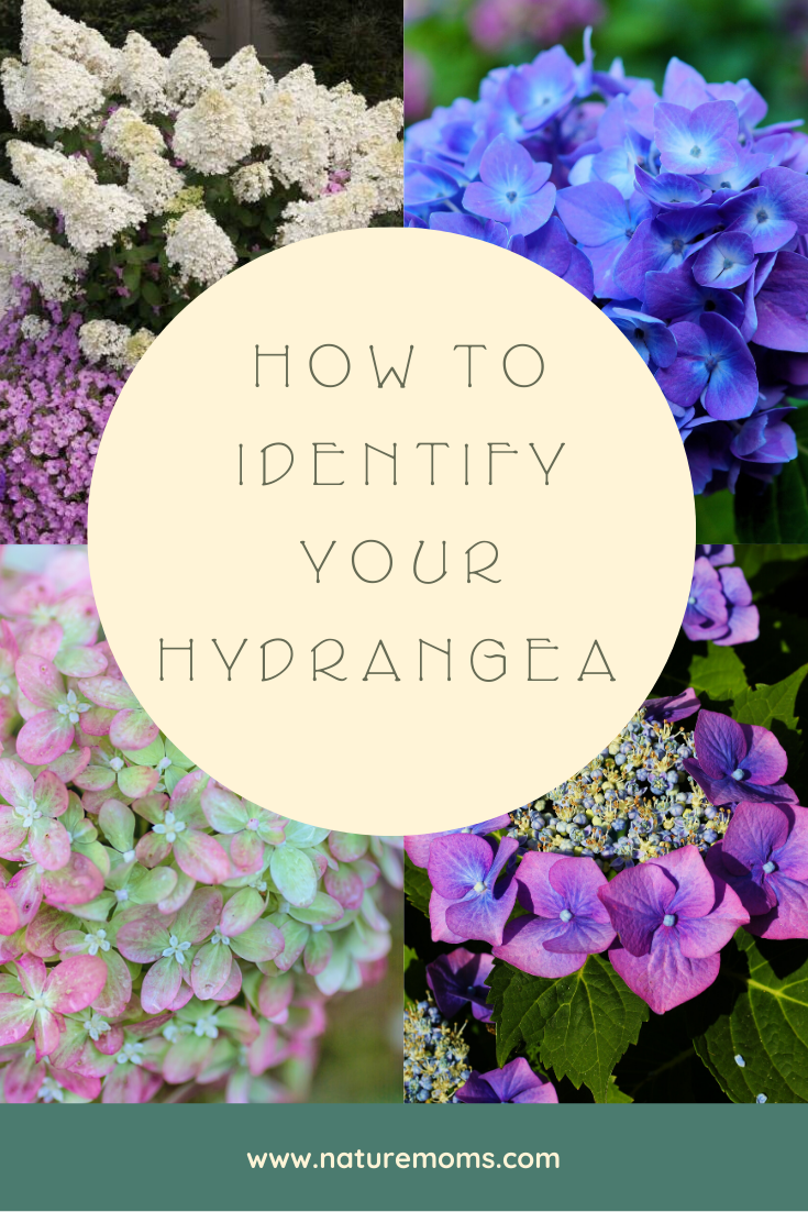 How to Identify Hydrangea Varieties: A Quick Guide