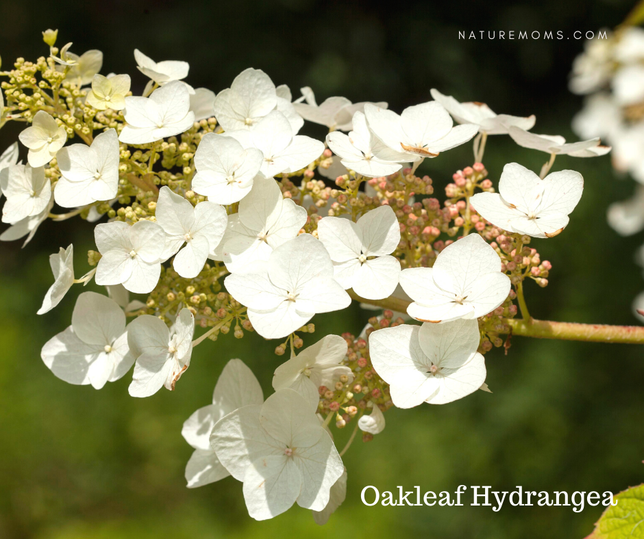oakleaf hydrangeas