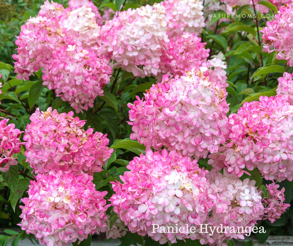 Panicle Hydrangeas