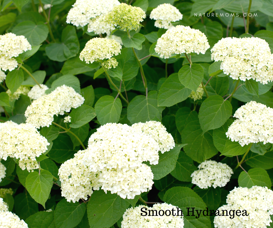 smooth anabelle hydrangea