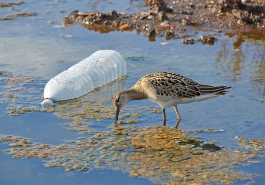 Simple Go-To Tips to Shrink Your Plastic Footprint