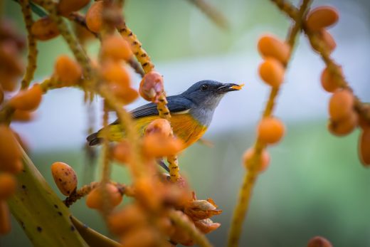 Basic Bird Watching Tips Your Family Should Know