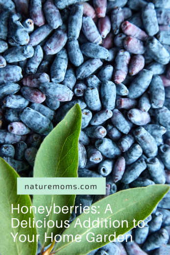 Honeyberries: A Delicious Addition to Your Home Garden
