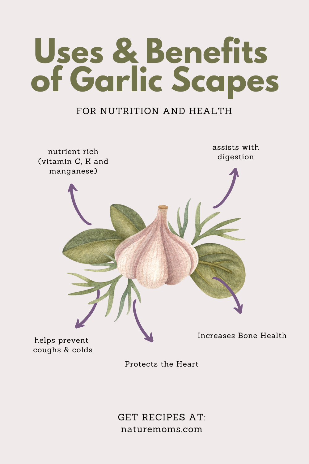 Uses and benefits of garlic scapes