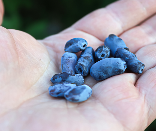 Honeyberries: A Delicious Addition to Your Home Garden