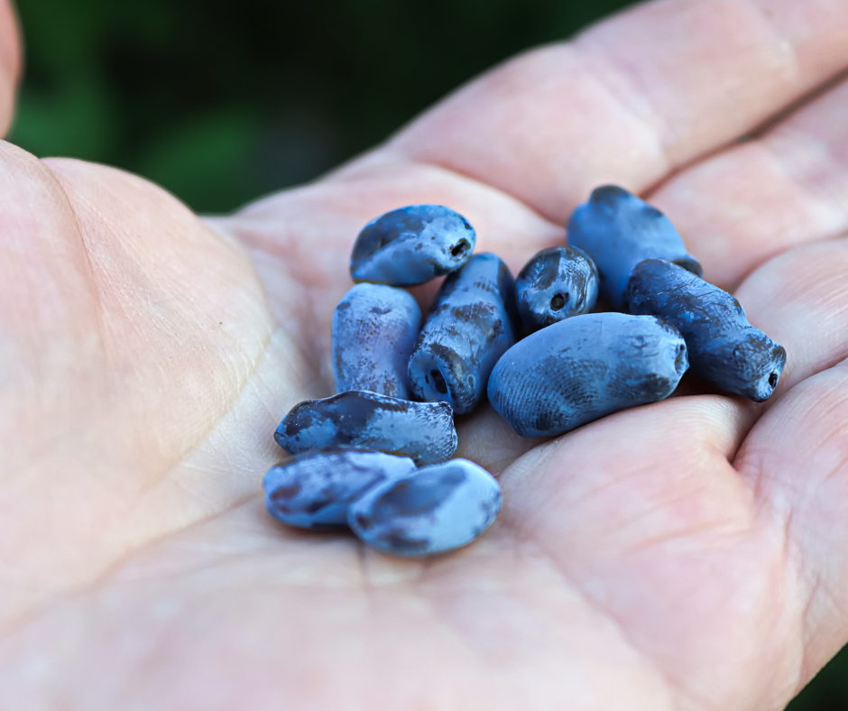 Honeyberries in the palm of your hand