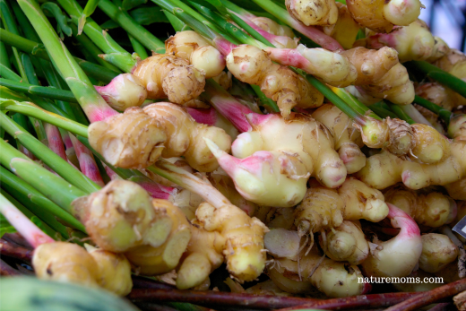 Growing Ginger on the Homestead in Northern Climates: A Guide to Success