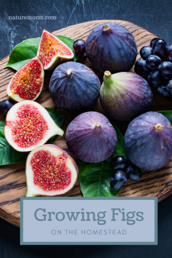 Growing Figs on Your Homestead: A Delicious and Nutrient-Rich Addition