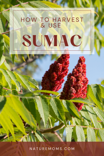 Staghorn Sumac — Adventure Kitchen