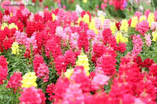 Growing Snapdragons from Seed: A Guide to Overwintering as Cool-Season Annuals