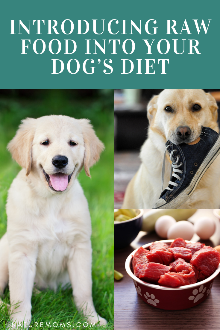 Introducing Raw Food Into Your Dog's Diet