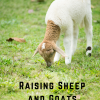 Raising Sheep and Goats: A Source For Natural Products