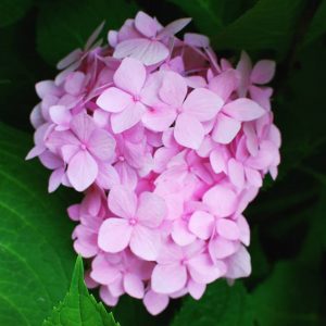 Bigleaf hydrangea, mophead, french