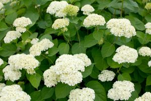 smooth anabelle hydrangea