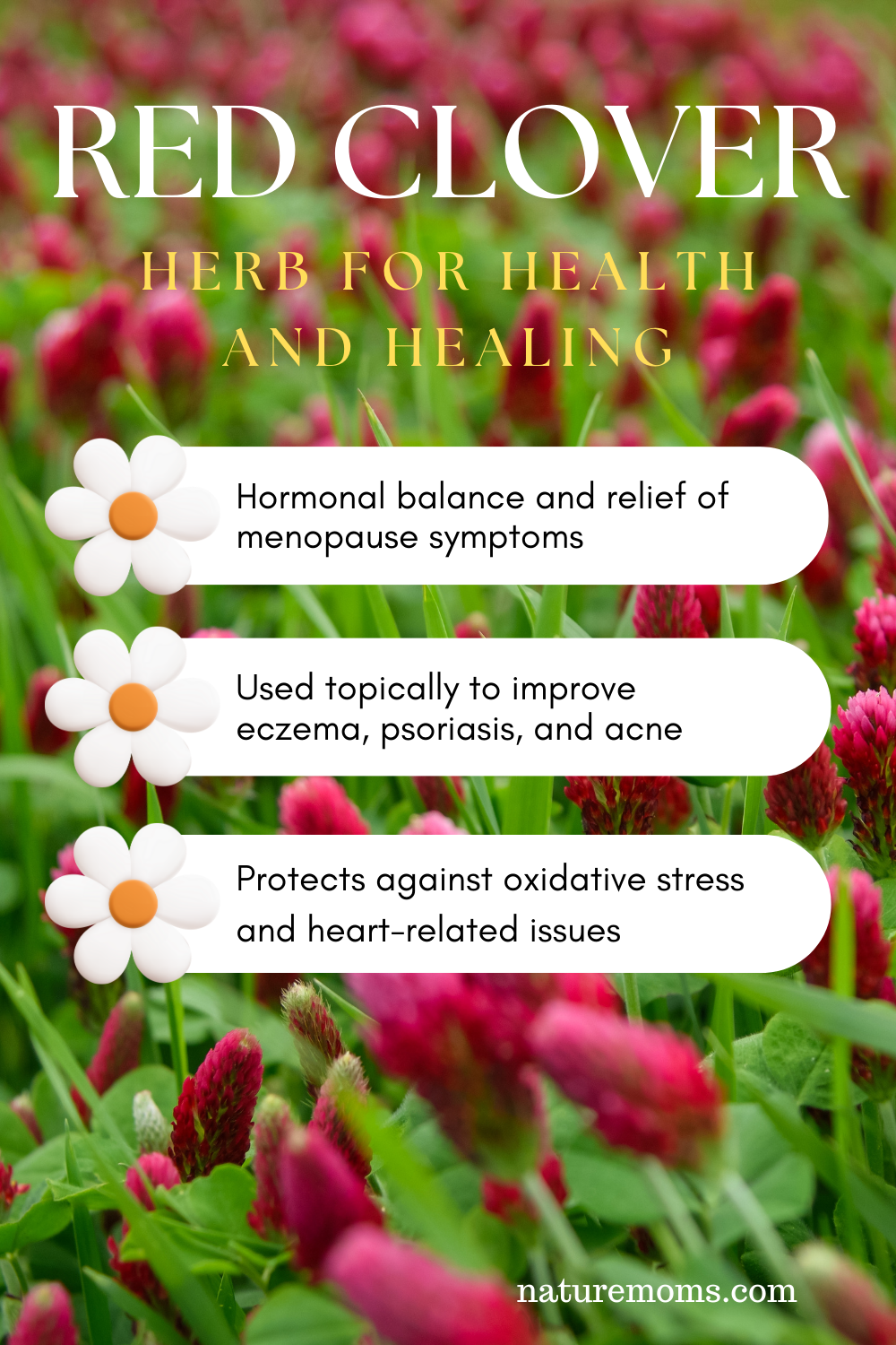 exploring-the-wonders-of-red-clover-a-versatile-herb-for-health-and