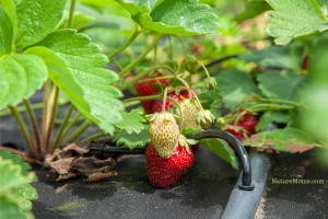 using automatic drip irrigation to grow strawberries
