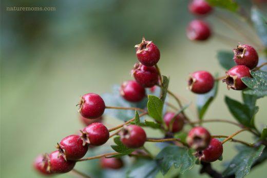 Growing, Harvesting, and Using Hawthorn Berries