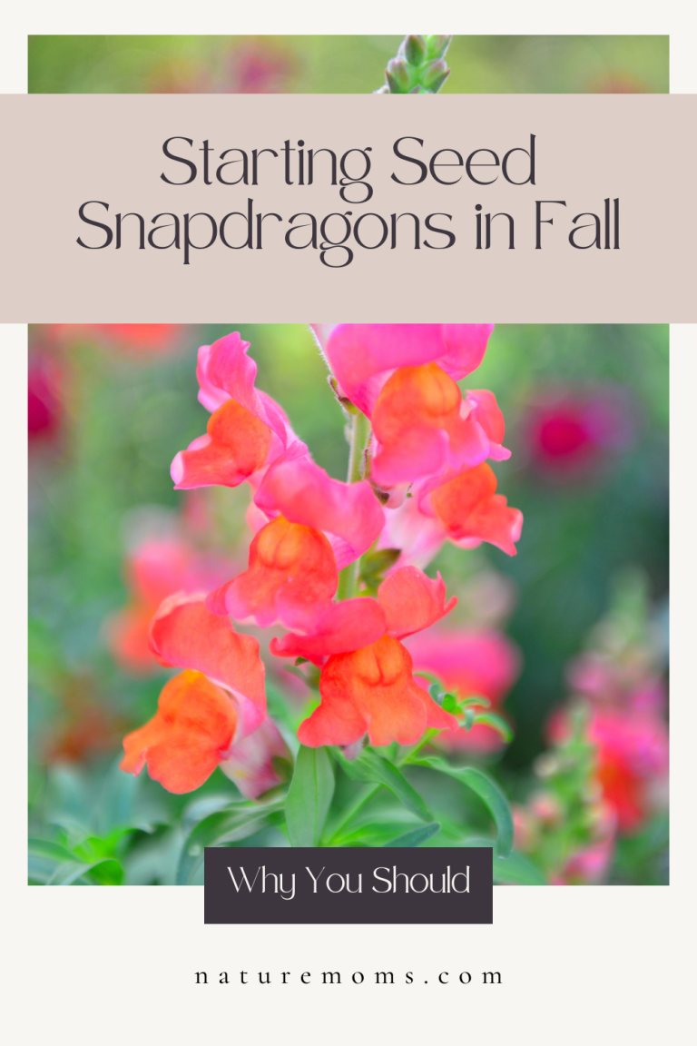 Growing Snapdragons from Seed: A Guide to Overwintering as Cool-Season ...